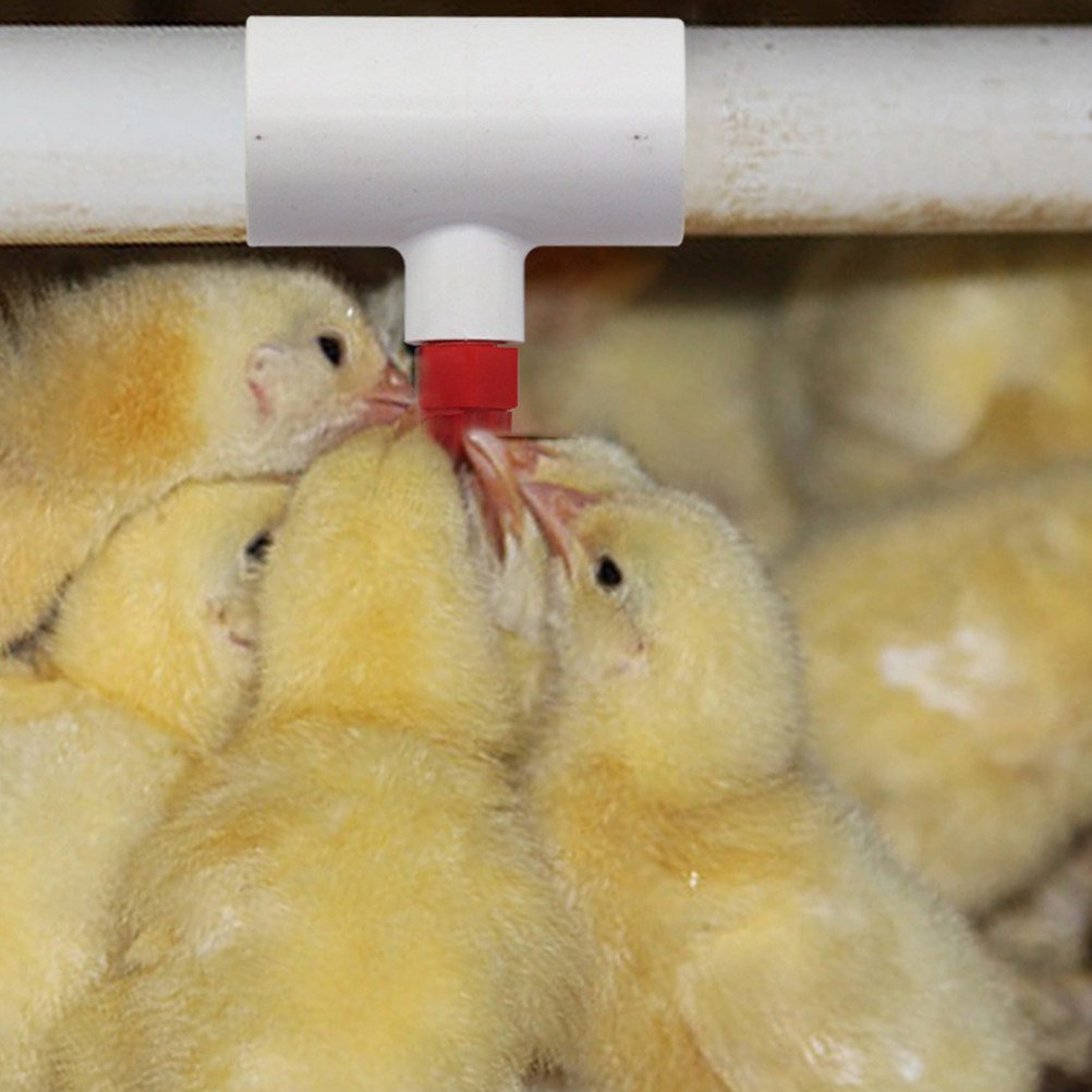 10 Adet Tavuk Suluk PVC Tee Ba - Chicken Nipple Drinker incelemesi ve fiyatı