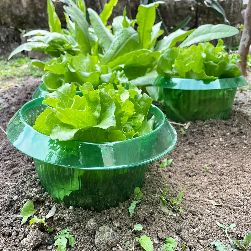 Bitkiler Sümüklüböcek Koruma H - Vegetable Transplanter incelemesi ve fiyatı