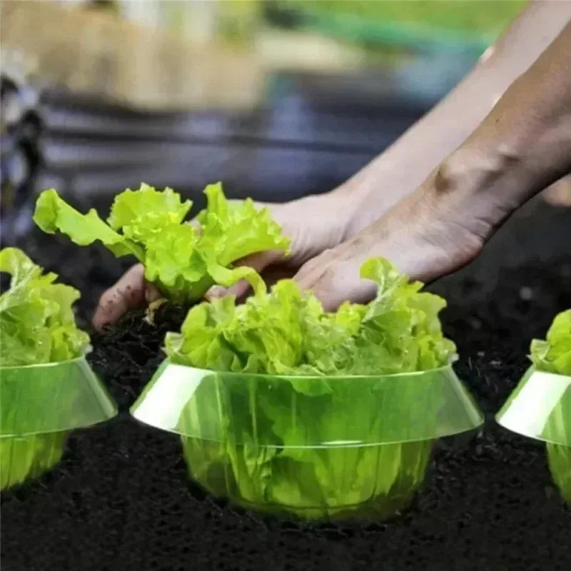 Bitkiler Sümüklüböcek Koruma H - Vegetable Transplanter incelemesi ve fiyatı