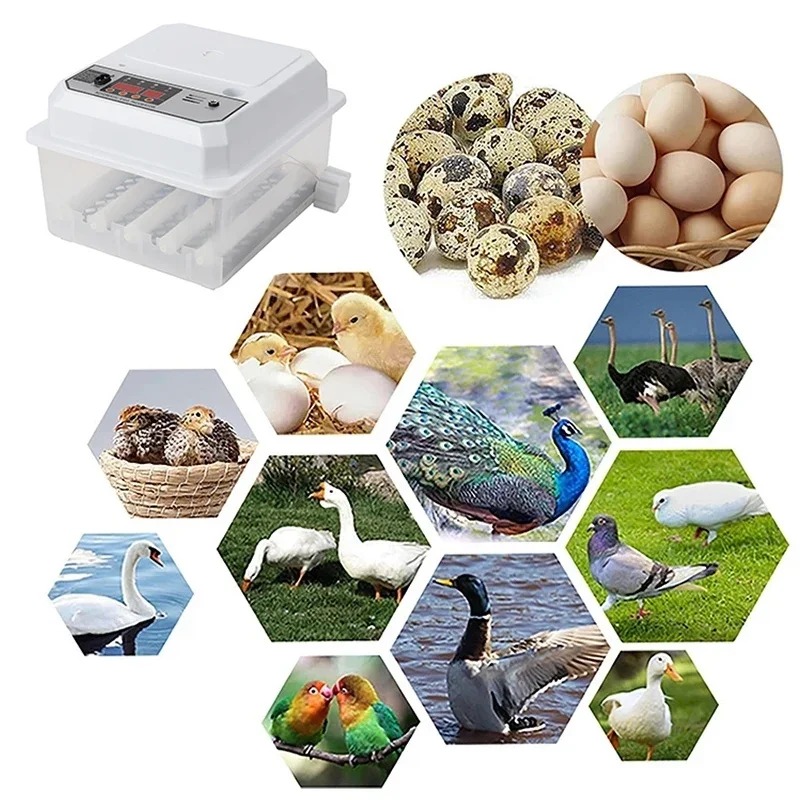 16 Yumurtalık Otomatik Yumurta - Poultry Incubator incelemesi ve fiyatı